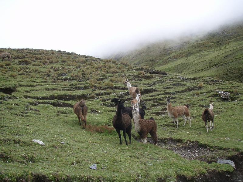 Illampu Trek (15).JPG